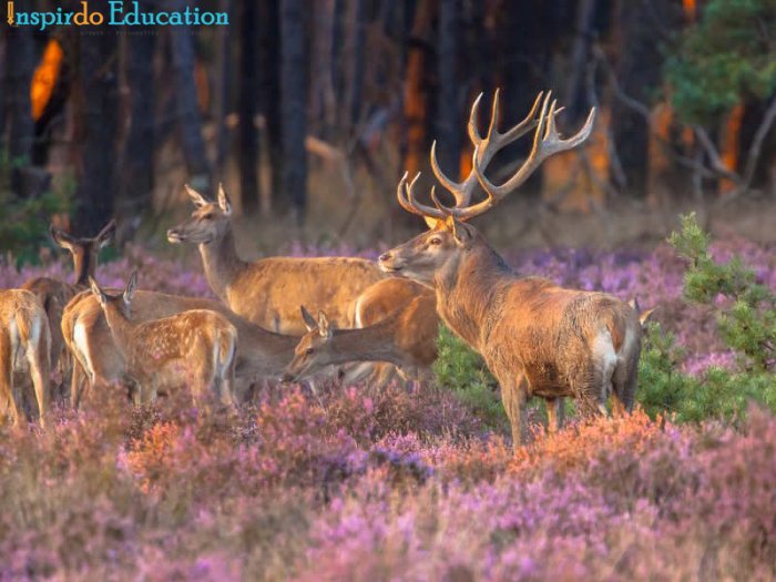 VYYn_quYc_gia_Hoge_Veluwe