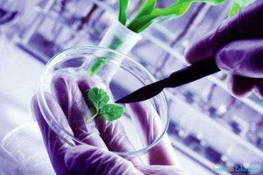 Du học Úc 2021 – Tại sao nên học ngành công nghệ sinh học ở xứ Kangaroo?