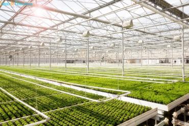 Du học Hà Lan 2021 – Nền nông nghiệp chất lượng cao tại xứ sở cối xay gió!