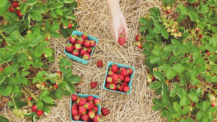 lam-nong-o-new-castle