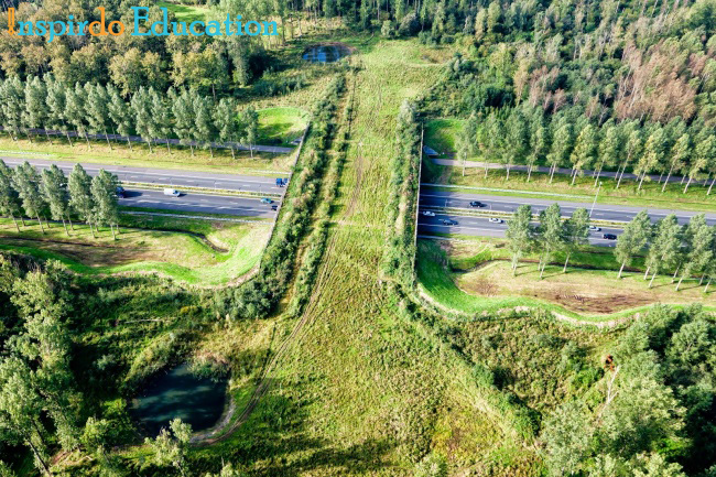 7_dieu_thu_vi_ve_ha_lan-05