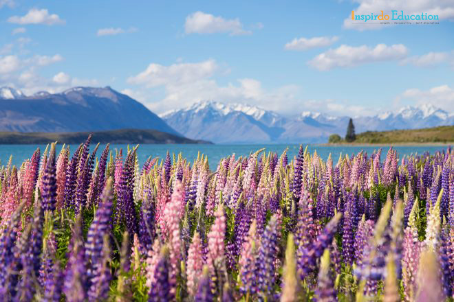 New-Zealand-3