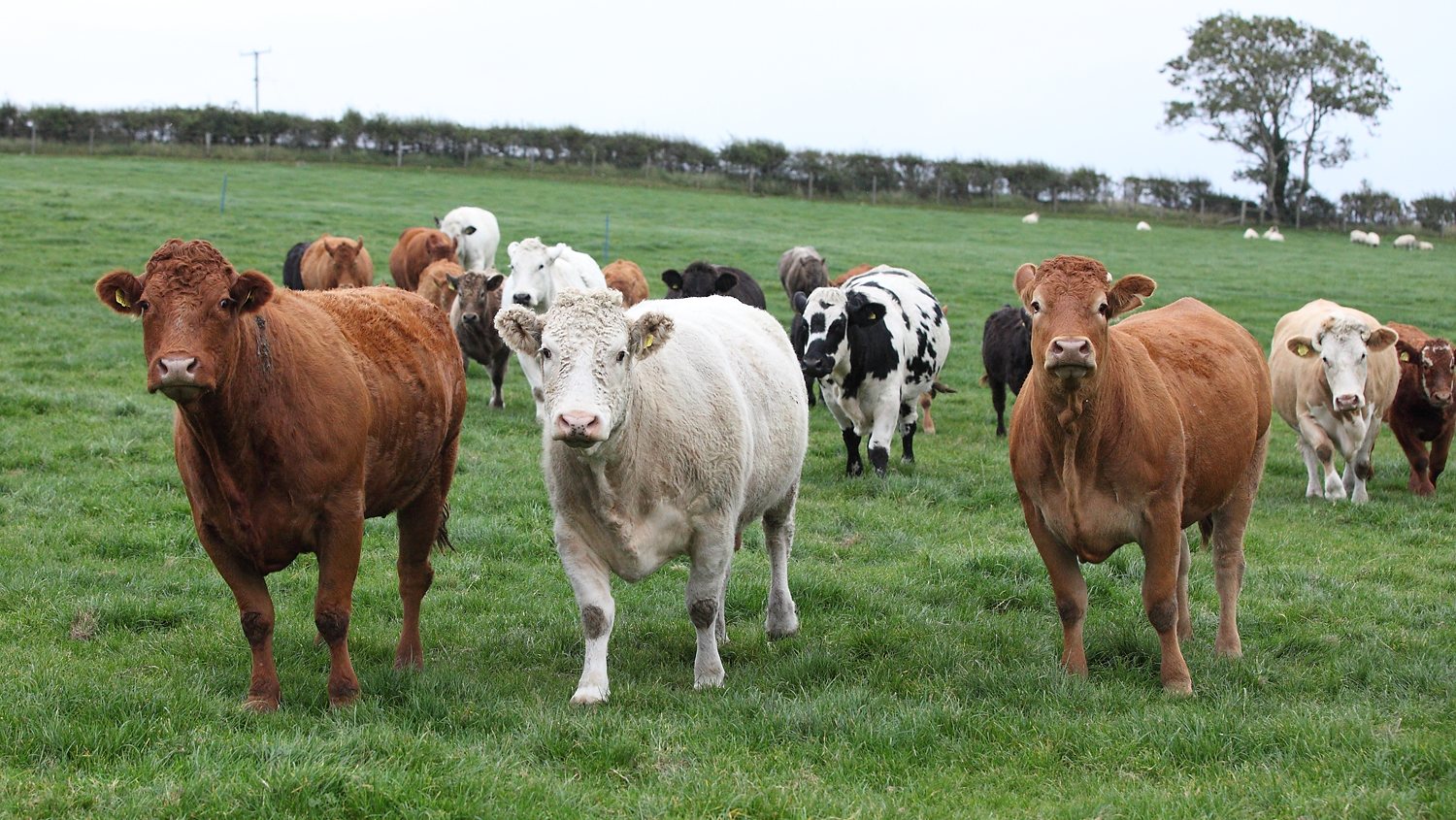 du-hoc-ireland-nong-nghiep